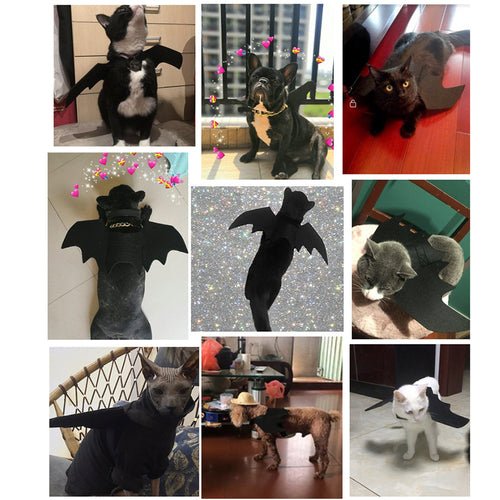 CAMS Halloween Pet Costumes Bat Wings